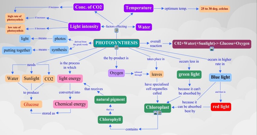 Photosynthesis mind map